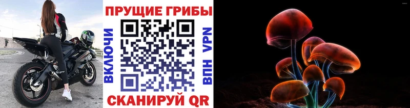 дарк нет как зайти  Калининск  Псилоцибиновые грибы прущие грибы 